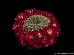 Sulcorebutia tiraquensis v. oenantha HS21a 2209